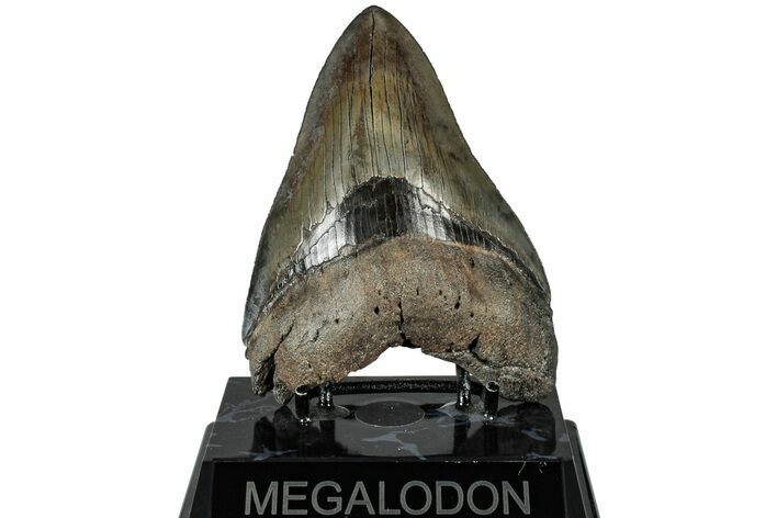 Serrated, Fossil Megalodon Tooth - South Carolina #310401